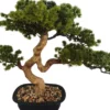 Rośliny Ozdobne-CN-163 Drzewko Bonsai Florino 135