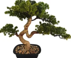 Rośliny Ozdobne-CN-163 Drzewko Bonsai Florino 135