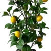 Rośliny Ozdobne-CN-209 Drzewko cytrynowe Lemoni 157