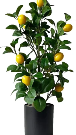 Rośliny Ozdobne-CN-209 Drzewko cytrynowe Lemoni 157