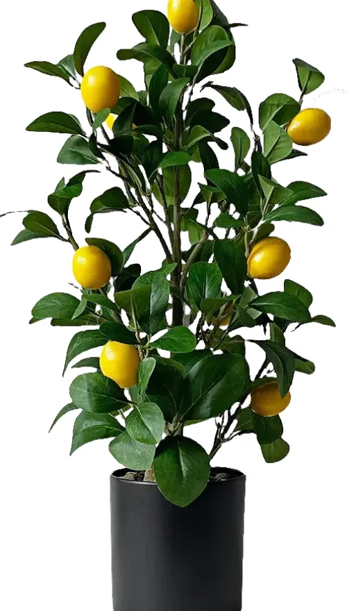 Rośliny Ozdobne-CN-209 Drzewko cytrynowe Lemoni 157