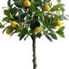 Rośliny Ozdobne-CN-209 Drzewko cytrynowe Lemoni 158