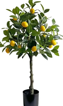 Rośliny Ozdobne-CN-209 Drzewko cytrynowe Lemoni 158