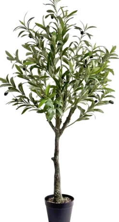 Rośliny Ozdobne-CN-209 Drzewko oliwne Florino 129