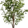 Rośliny Ozdobne-CN-209 Drzewko oliwne Florino 130