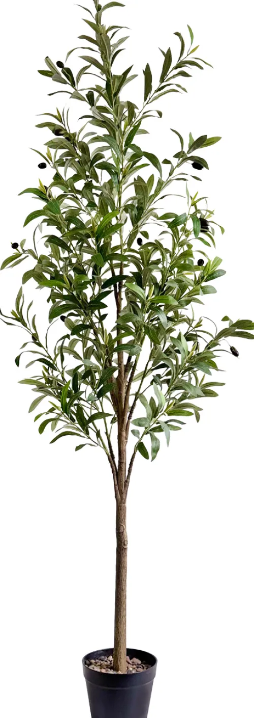 Rośliny Ozdobne-CN-209 Drzewko oliwne Florino 130