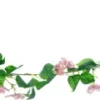 Rośliny Ozdobne-CN-159 Girlanda Magnolia 21