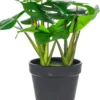 Rośliny Ozdobne-CN-163 Monstera Florino 91