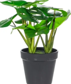 Rośliny Ozdobne-CN-163 Monstera Florino 91