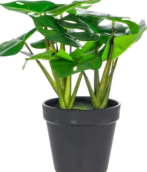 Rośliny Ozdobne-CN-163 Monstera Florino 91