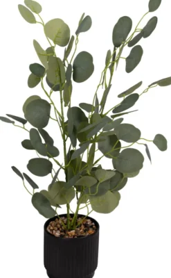 Rośliny Ozdobne-CN-218 Roślina Florino 120