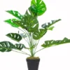 Rośliny Ozdobne-CN-33 Roślina Tasso monstera 65