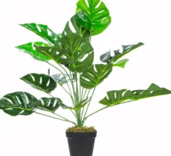 Rośliny Ozdobne-CN-33 Roślina Tasso monstera 65