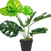 Rośliny Ozdobne-CN-33 Roślina Tasso monstera 63