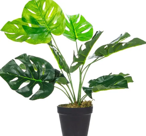 Rośliny Ozdobne-CN-33 Roślina Tasso monstera 63