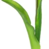 Rośliny Ozdobne-CN-163 Tulipan Florino 92 (biały)