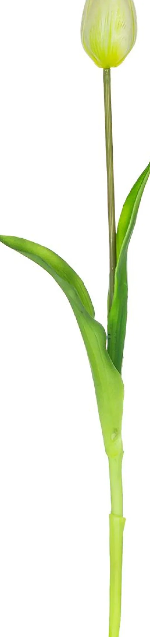 Rośliny Ozdobne-CN-163 Tulipan Florino 92 (biały)