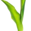 Rośliny Ozdobne-CN-163 Tulipan Florino 92 (ciemny róż)