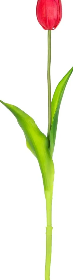 Rośliny Ozdobne-CN-163 Tulipan Florino 92 (ciemny róż)