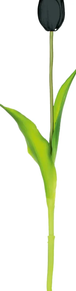 Rośliny Ozdobne-CN-163 Tulipan Florino 92 (czarny)
