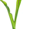Rośliny Ozdobne-CN-163 Tulipan Florino 92 (czerwony)