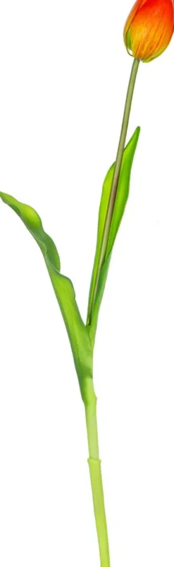 Rośliny Ozdobne-CN-163 Tulipan Florino 92 (czerwony)