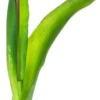 Rośliny Ozdobne-CN-163 Tulipan Florino 92 (jasny róż)