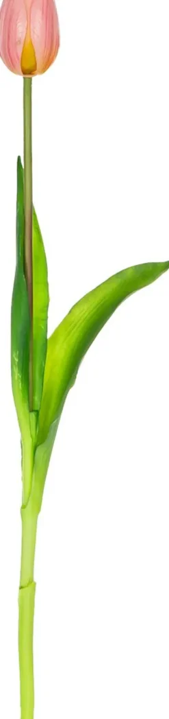 Rośliny Ozdobne-CN-163 Tulipan Florino 92 (jasny róż)