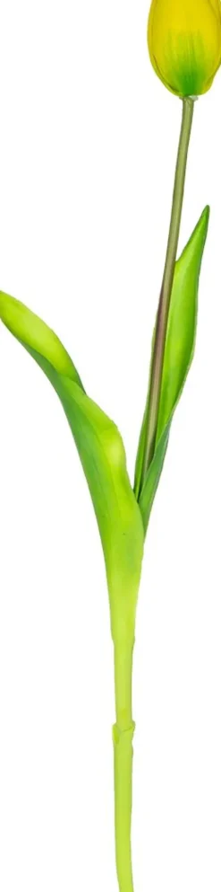 Rośliny Ozdobne-CN-163 Tulipan Florino 92 (żółty)