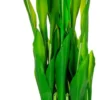 Rośliny Ozdobne-CN-163 Tulipany Florino 95 (12szt)