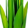 Rośliny Ozdobne-CN-163 Tulipany Florino 96 (12szt.)